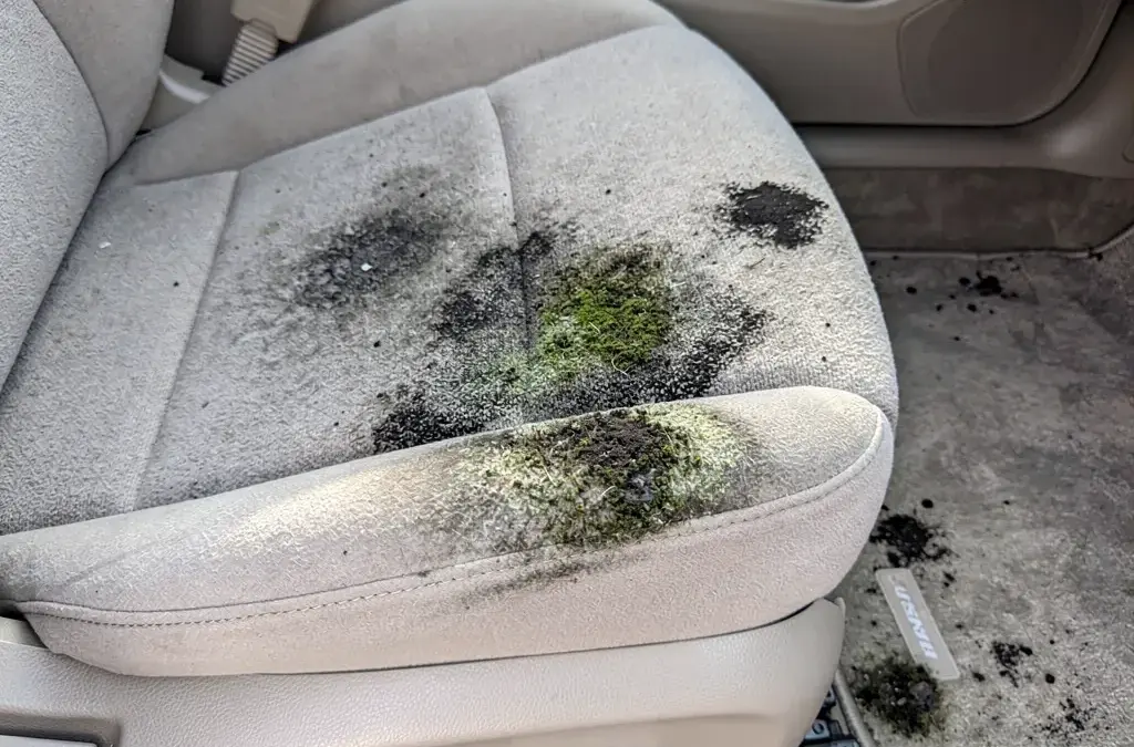 Schimmel im Auto entfernen: Tipps zur Reinigung von Polstern und Teppichen