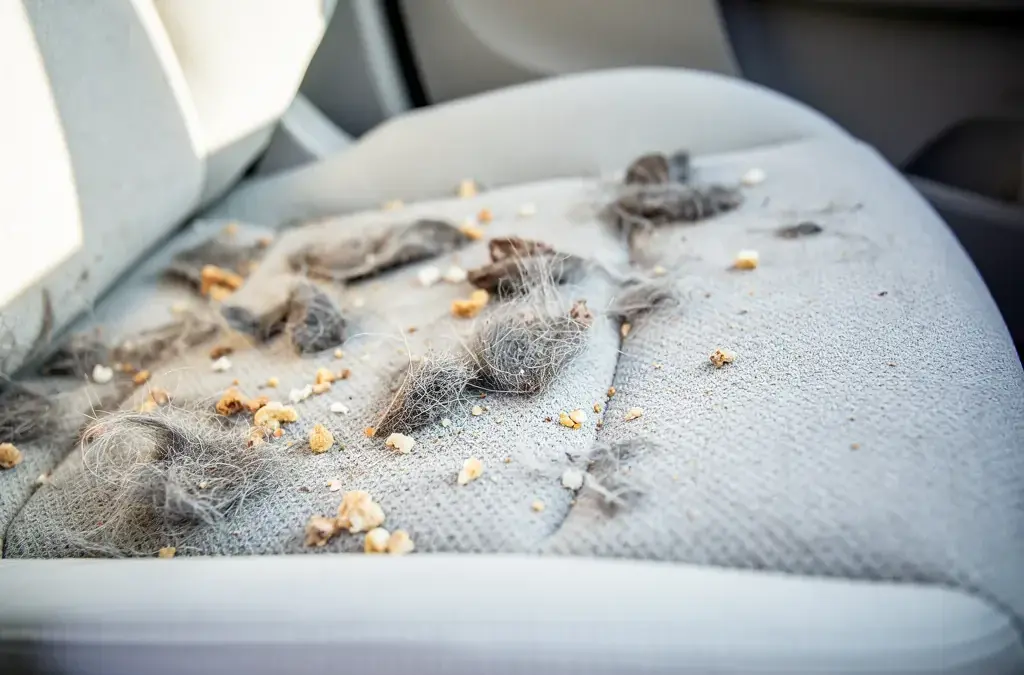 Effiziente Methoden zur Entfernung von Tiergerüchen im Auto