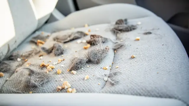 Effiziente Methoden zur Entfernung von Tiergerüchen im Auto