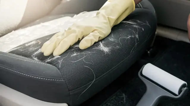 Effektive Methoden zur Entfernung von Tierhaaren im Auto mit praktischen Tipps